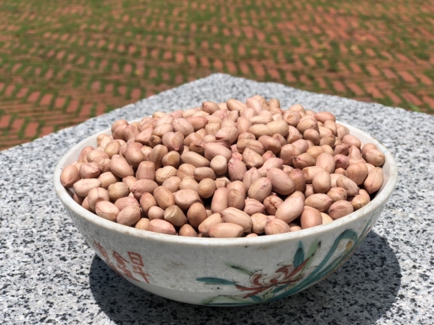 北港現採新九號生花生 1