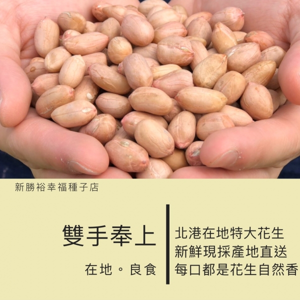 北港現採特大生花生